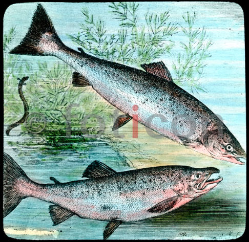 Lachs und Lachsforelle | Salmon and salmon trout (foticon-600-simon-meer-363-035.jpg)